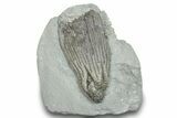Fossil Crinoid (Cydrocrinus) - Crawfordsville, Indiana #246354-1